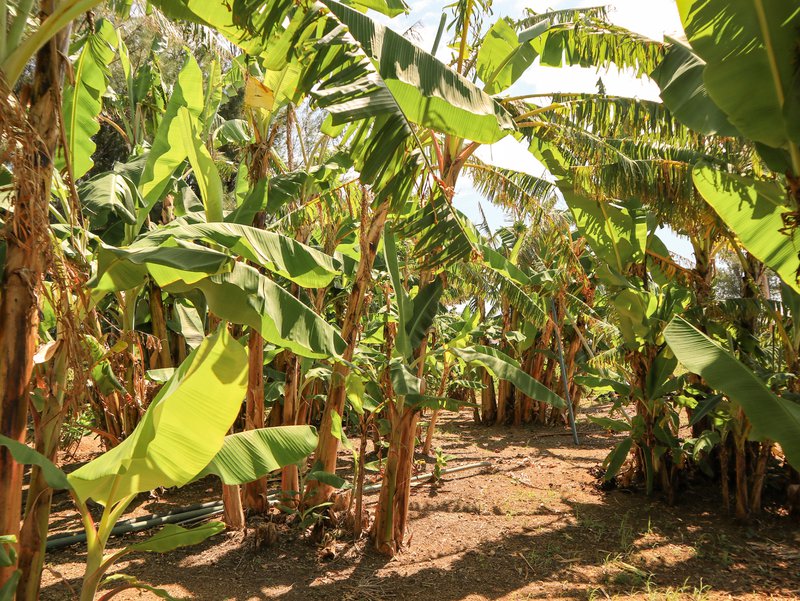 Banana trees on Ie Island