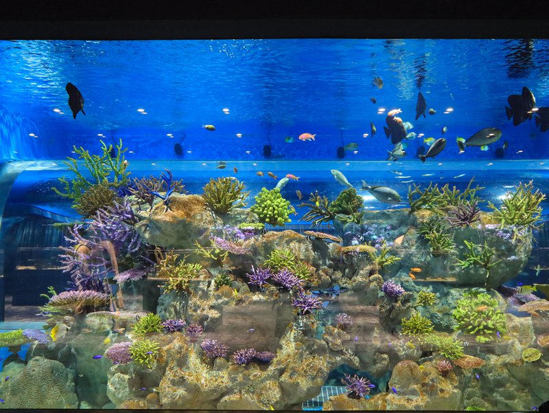 Large fish tank