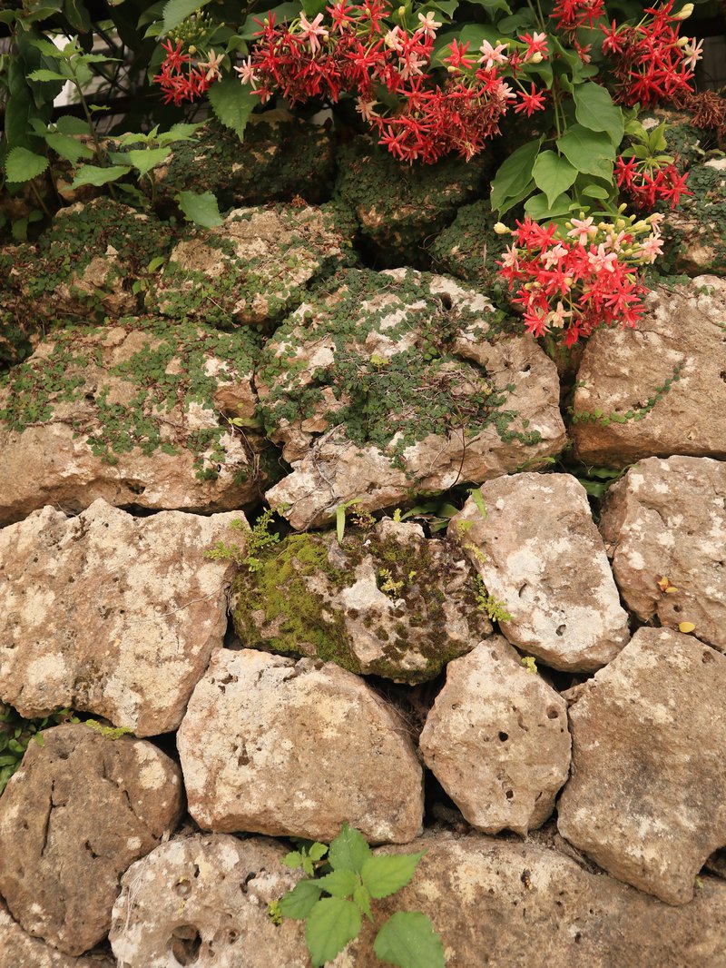 Old walls with flowers