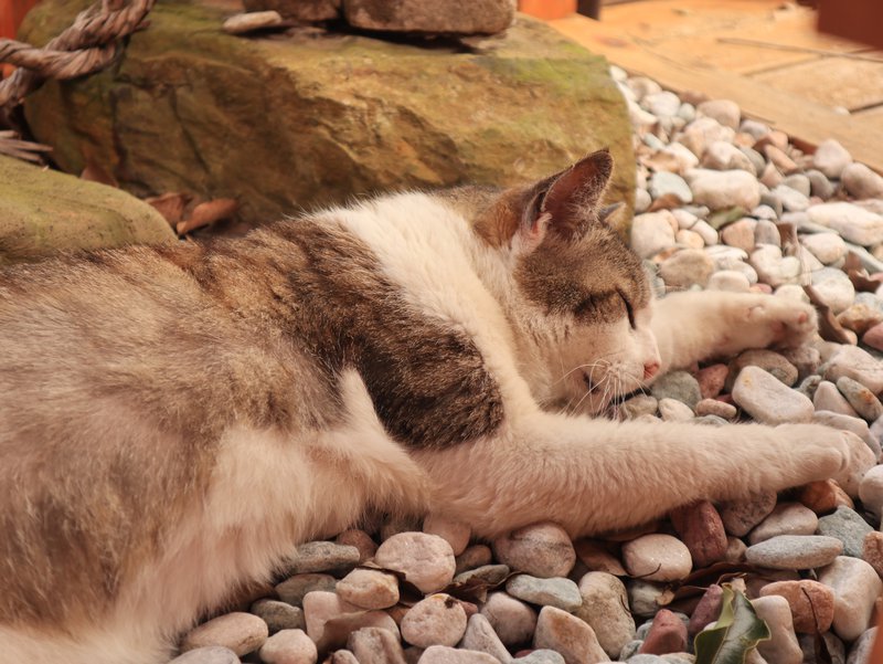 Temple kitty