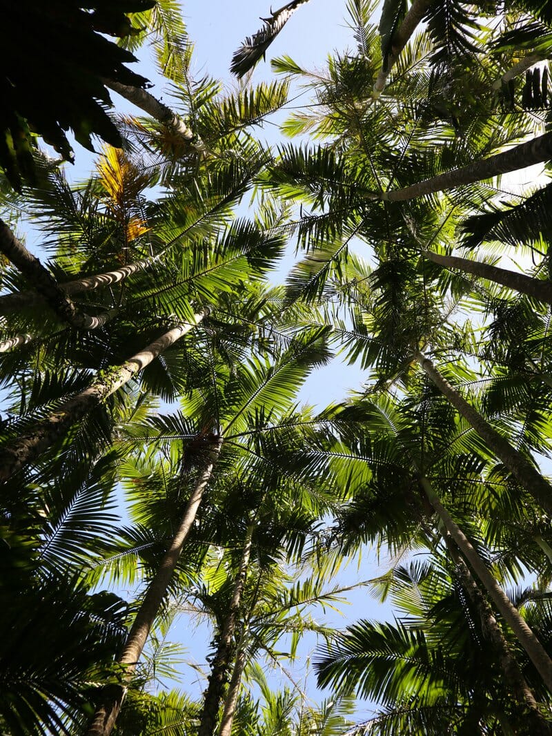 Looking up