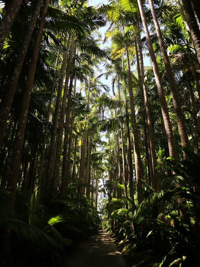 The Alexander Palm Avenue