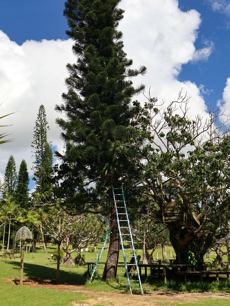 The tree house and play equipment