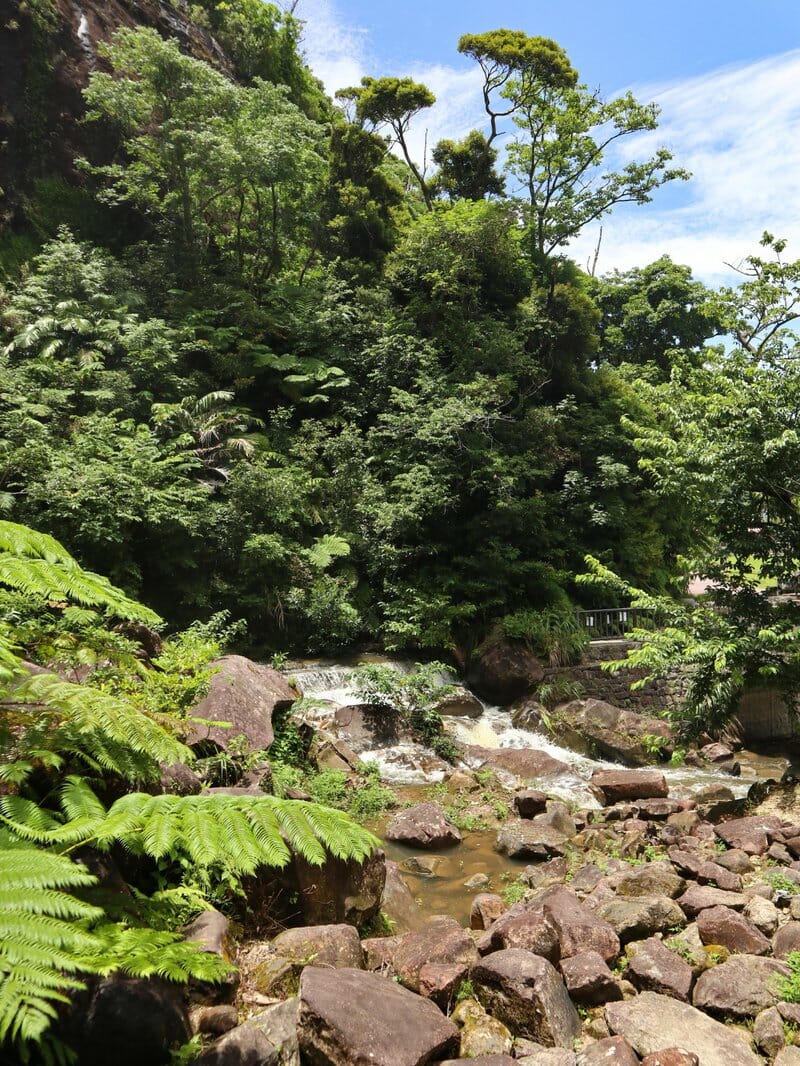 Okinawan flora