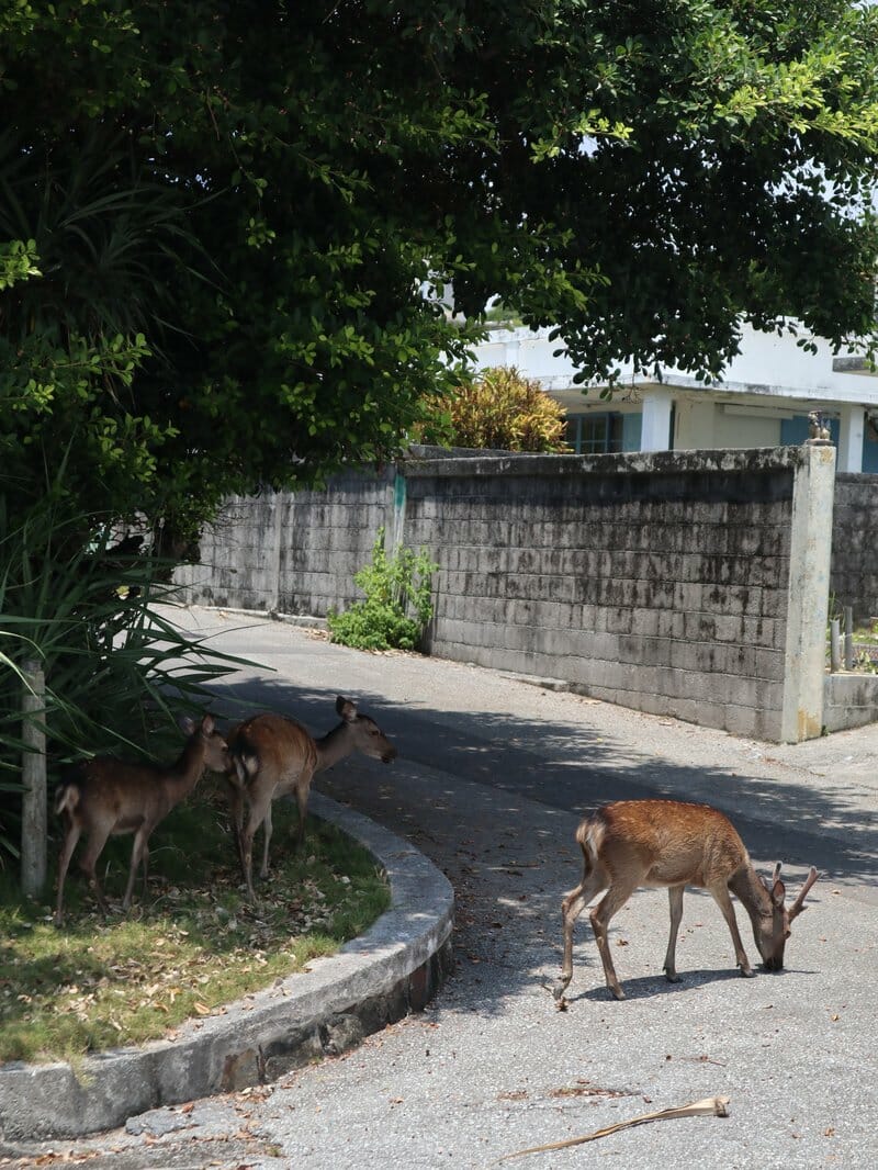 Kerama deer