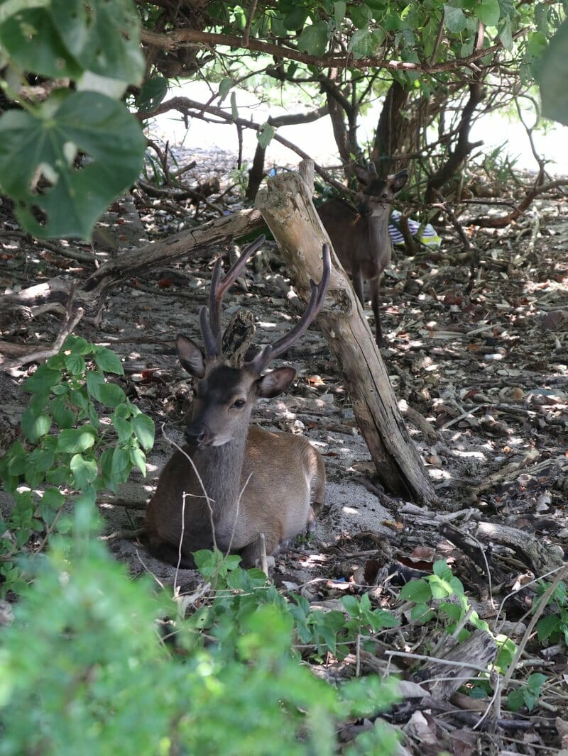 Kerama deer