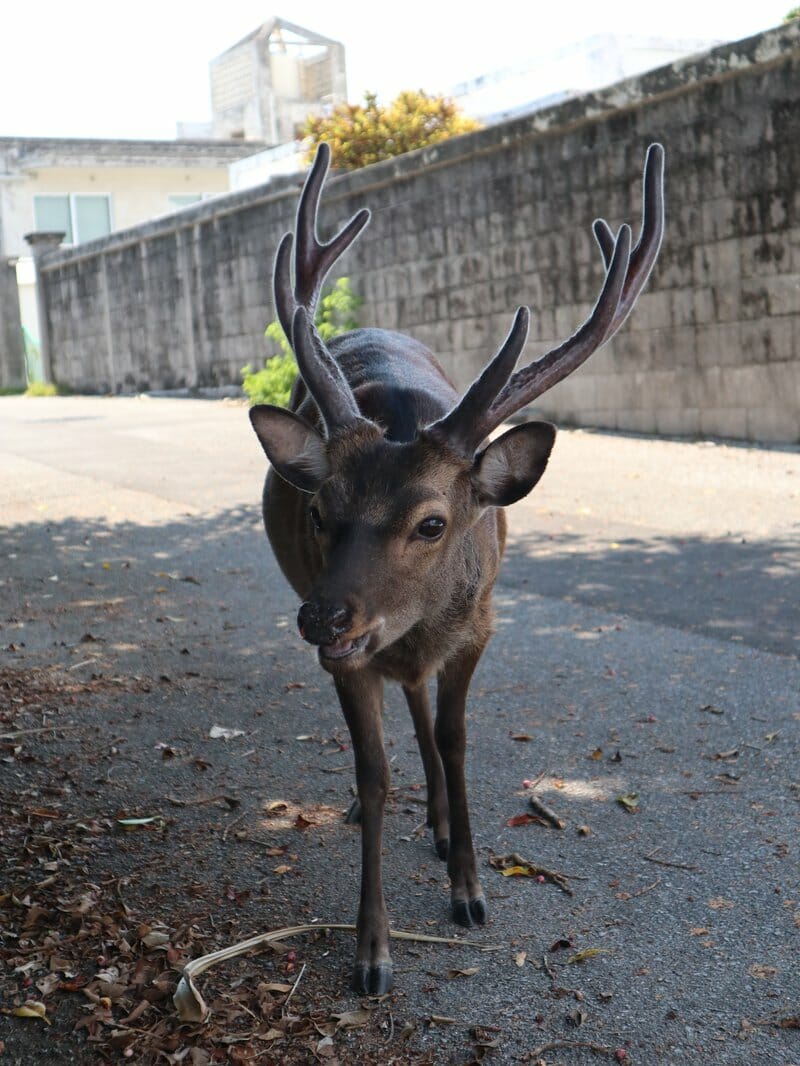 Kerama deer