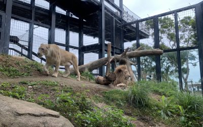 Okinawa Zoo & Museum